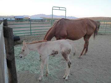 Chiquita's Filly