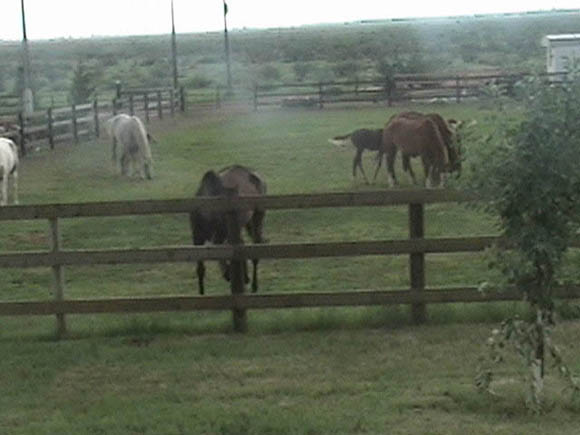 Light rain and green grass