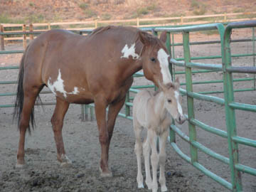 Ginger's Colt