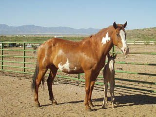 Ginger's Colt